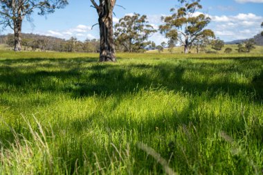 Green Pasture çiftliği sürdürülebilir tarım yapıyor Avustralya 'da yenilenebilir çiftliğin geleceği. Sağlıklı Toprak Yönetimi, Çevre Yönetimi ve Kırsal Peyzaj Gösterimi