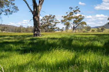 Green Pasture çiftliği sürdürülebilir tarım yapıyor Avustralya 'da yenilenebilir çiftliğin geleceği. Sağlıklı Toprak Yönetimi, Çevre Yönetimi ve Kırsal Peyzaj Gösterimi