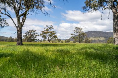 Altın Avustralya Çiftliği, yemyeşil çimleri, tarlada inekleri, sakızlı manzarası var. Geniş Kırsal Araziler ve Avustralya 'da sürdürülebilir yenilenebilir tarım için ilkbaharda