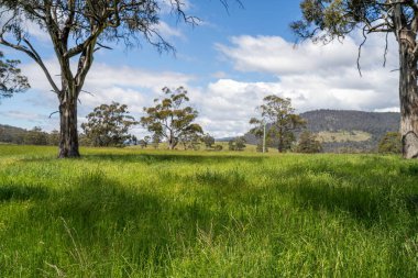 Yenileyici organik çiftçi, ot dokusu örnekleri alıyor ve bir çiftlikteki bitki gelişimine bakıyor. Bir çiftlikte sürdürülebilir tarım uygulaması