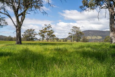 Green Pasture çiftliği sürdürülebilir tarım yapıyor Avustralya 'da yenilenebilir çiftliğin geleceği. Sağlıklı Toprak Yönetimi, Çevre Yönetimi ve Kırsal Peyzaj Gösterimi