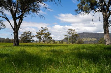 Yenileyici organik çiftçi, ot dokusu örnekleri alıyor ve bir çiftlikteki bitki gelişimine bakıyor. Bir çiftlikte sürdürülebilir tarım uygulaması