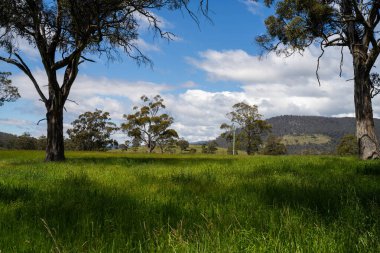 Altın Avustralya Çiftliği, yemyeşil çimleri, tarlada inekleri, sakızlı manzarası var. Geniş Kırsal Araziler ve Avustralya 'da sürdürülebilir yenilenebilir tarım için ilkbaharda