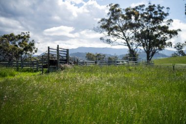 Avustralya Çiftliği 'ndeki sığır bahçelerine giden yemyeşil çayır. Tarım Altyapısı ve Yenilenebilir Çiftçiliğin Geleceği için Sürdürülebilir Arazi Yönetimi