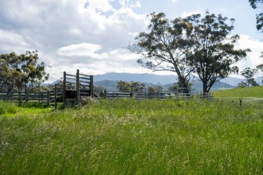 Avustralya Çiftliği 'ndeki sığır bahçelerine giden yemyeşil çayır. Tarım Altyapısı ve Yenilenebilir Çiftçiliğin Geleceği için Sürdürülebilir Arazi Yönetimi