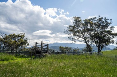 Avustralya Çiftliği 'ndeki sığır bahçelerine giden yemyeşil çayır. Tarım Altyapısı ve Yenilenebilir Çiftçiliğin Geleceği için Sürdürülebilir Arazi Yönetimi