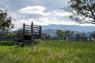 Avustralya Çiftliği 'ndeki sığır bahçelerine giden yemyeşil çayır. Tarım Altyapısı ve Yenilenebilir Çiftçiliğin Geleceği için Sürdürülebilir Arazi Yönetimi
