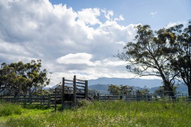 Avustralya Çiftliği 'ndeki sığır bahçelerine giden yemyeşil çayır. Tarım Altyapısı ve Yenilenebilir Çiftçiliğin Geleceği için Sürdürülebilir Arazi Yönetimi