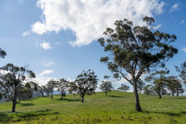 Green Pasture çiftliği sürdürülebilir tarım yapıyor Avustralya 'da yenilenebilir çiftliğin geleceği. Sağlıklı Toprak Yönetimi, Çevre Yönetimi ve Kırsal Peyzaj Gösterimi