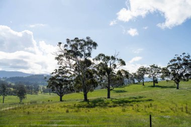 Green Pasture çiftliği sürdürülebilir tarım yapıyor Avustralya 'da yenilenebilir çiftliğin geleceği. Sağlıklı Toprak Yönetimi, Çevre Yönetimi ve Kırsal Peyzaj Gösterimi