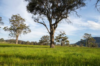 Altın Avustralya Çiftliği, yemyeşil çimleri, tarlada inekleri, sakızlı manzarası var. Geniş Kırsal Araziler ve Avustralya 'da sürdürülebilir yenilenebilir tarım için ilkbaharda