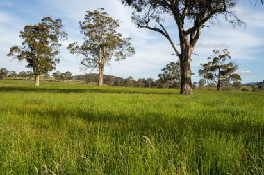 Green Pasture çiftliği sürdürülebilir tarım yapıyor Avustralya 'da yenilenebilir çiftliğin geleceği. Sağlıklı Toprak Yönetimi, Çevre Yönetimi ve Kırsal Peyzaj Gösterimi
