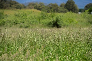 Green Pasture çiftliği sürdürülebilir tarım yapıyor Avustralya 'da yenilenebilir çiftliğin geleceği. Sağlıklı Toprak Yönetimi, Çevre Yönetimi ve Kırsal Peyzaj Gösterimi