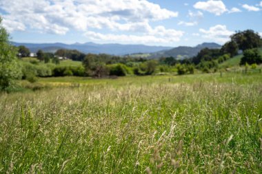 Green Pasture çiftliği sürdürülebilir tarım yapıyor Avustralya 'da yenilenebilir çiftliğin geleceği. Sağlıklı Toprak Yönetimi, Çevre Yönetimi ve Kırsal Peyzaj Gösterimi