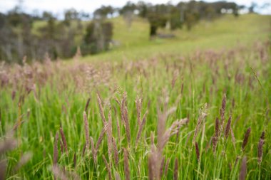 Green Pasture çiftliği sürdürülebilir tarım yapıyor Avustralya 'da yenilenebilir çiftliğin geleceği. Sağlıklı Toprak Yönetimi, Çevre Yönetimi ve Kırsal Peyzaj Gösterimi