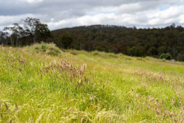 Green Pasture çiftliği sürdürülebilir tarım yapıyor Avustralya 'da yenilenebilir çiftliğin geleceği. Sağlıklı Toprak Yönetimi, Çevre Yönetimi ve Kırsal Peyzaj Gösterimi