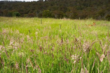 Green Pasture çiftliği sürdürülebilir tarım yapıyor Avustralya 'da yenilenebilir çiftliğin geleceği. Sağlıklı Toprak Yönetimi, Çevre Yönetimi ve Kırsal Peyzaj Gösterimi