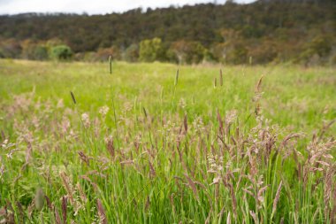 Green Pasture çiftliği sürdürülebilir tarım yapıyor Avustralya 'da yenilenebilir çiftliğin geleceği. Sağlıklı Toprak Yönetimi, Çevre Yönetimi ve Kırsal Peyzaj Gösterimi