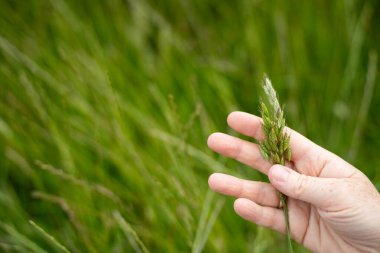 Yenileyici organik çiftçi, ot dokusu örnekleri alıyor ve bir çiftlikteki bitki gelişimine bakıyor. Bir çiftlikte sürdürülebilir tarım uygulaması