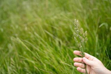 Yenileyici organik çiftçi, ot dokusu örnekleri alıyor ve bir çiftlikteki bitki gelişimine bakıyor. Bir çiftlikte sürdürülebilir tarım uygulaması