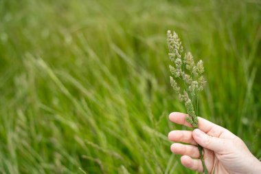 Yenileyici organik çiftçi, ot dokusu örnekleri alıyor ve bir çiftlikteki bitki gelişimine bakıyor. Bir çiftlikte sürdürülebilir tarım uygulaması