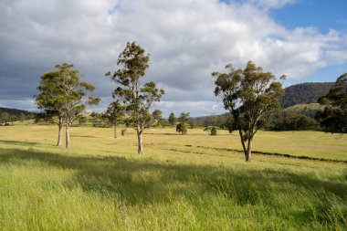 Green Pasture çiftliği sürdürülebilir tarım yapıyor Avustralya 'da yenilenebilir çiftliğin geleceği. Sağlıklı Toprak Yönetimi, Çevre Yönetimi ve Kırsal Peyzaj Gösterimi