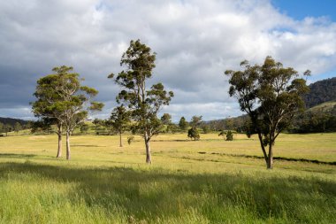 Green Pasture çiftliği sürdürülebilir tarım yapıyor Avustralya 'da yenilenebilir çiftliğin geleceği. Sağlıklı Toprak Yönetimi, Çevre Yönetimi ve Kırsal Peyzaj Gösterimi