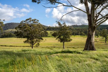 Altın Avustralya Çiftliği, yemyeşil çimleri, tarlada inekleri, sakızlı manzarası var. Geniş Kırsal Araziler ve Avustralya 'da sürdürülebilir yenilenebilir tarım için ilkbaharda