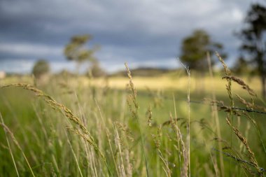 Green Pasture çiftliği sürdürülebilir tarım yapıyor Avustralya 'da yenilenebilir çiftliğin geleceği. Sağlıklı Toprak Yönetimi, Çevre Yönetimi ve Kırsal Peyzaj Gösterimi