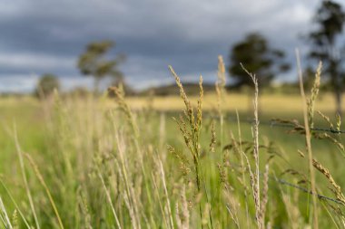 Green Pasture çiftliği sürdürülebilir tarım yapıyor Avustralya 'da yenilenebilir çiftliğin geleceği. Sağlıklı Toprak Yönetimi, Çevre Yönetimi ve Kırsal Peyzaj Gösterimi