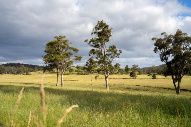 Green Pasture çiftliği sürdürülebilir tarım yapıyor Avustralya 'da yenilenebilir çiftliğin geleceği. Sağlıklı Toprak Yönetimi, Çevre Yönetimi ve Kırsal Peyzaj Gösterimi