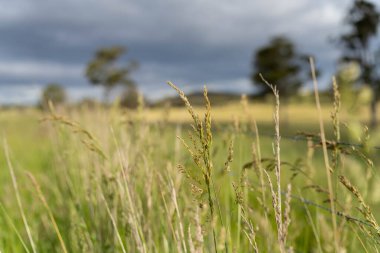 Green Pasture çiftliği sürdürülebilir tarım yapıyor Avustralya 'da yenilenebilir çiftliğin geleceği. Sağlıklı Toprak Yönetimi, Çevre Yönetimi ve Kırsal Peyzaj Gösterimi