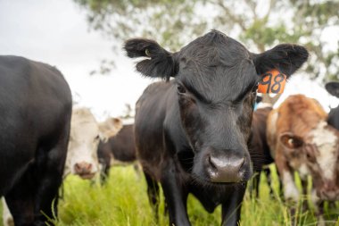 Avustralya 'daki güzel sığırlar ot yer, otlakta otlarlar. Tarımsal bir çiftlikte yetiştirilen sığır sürüsü. İlkbaharda sürdürülebilir tarım