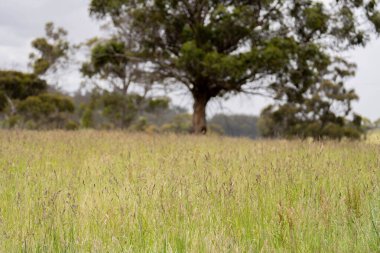 Green Pasture çiftliği sürdürülebilir tarım yapıyor Avustralya 'da yenilenebilir çiftliğin geleceği. Sağlıklı Toprak Yönetimi, Çevre Yönetimi ve Kırsal Peyzaj Gösterimi
