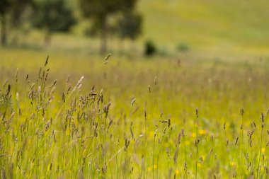Green Pasture çiftliği sürdürülebilir tarım yapıyor Avustralya 'da yenilenebilir çiftliğin geleceği. Sağlıklı Toprak Yönetimi, Çevre Yönetimi ve Kırsal Peyzaj Gösterimi