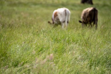 Bir tarlada ineklerle büyüyen uzun otlar, Sürdürülebilir bir Avustralya Çiftliğinde Sağlıklı Sığır Sürüsü. İlkbaharda Kırsal Tarım 'ın Yenilenme Uygulamalarını Sembolize Etmek