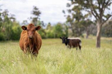Bir tarlada ineklerle büyüyen uzun otlar, Sürdürülebilir bir Avustralya Çiftliğinde Sağlıklı Sığır Sürüsü. İlkbaharda Kırsal Tarım 'ın Yenilenme Uygulamalarını Sembolize Etmek