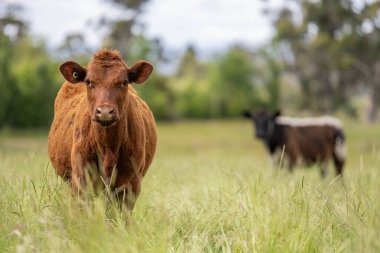 Bir tarlada ineklerle büyüyen uzun otlar, Sürdürülebilir bir Avustralya Çiftliğinde Sağlıklı Sığır Sürüsü. İlkbaharda Kırsal Tarım 'ın Yenilenme Uygulamalarını Sembolize Etmek