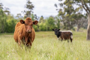 Bir tarlada ineklerle büyüyen uzun otlar, Sürdürülebilir bir Avustralya Çiftliğinde Sağlıklı Sığır Sürüsü. İlkbaharda Kırsal Tarım 'ın Yenilenme Uygulamalarını Sembolize Etmek