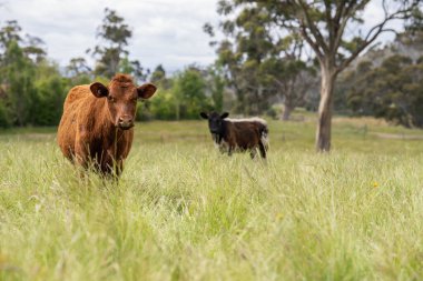 Bir tarlada ineklerle büyüyen uzun otlar, Sürdürülebilir bir Avustralya Çiftliğinde Sağlıklı Sığır Sürüsü. İlkbaharda Kırsal Tarım 'ın Yenilenme Uygulamalarını Sembolize Etmek