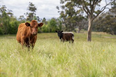 Bir tarlada ineklerle büyüyen uzun otlar, Sürdürülebilir bir Avustralya Çiftliğinde Sağlıklı Sığır Sürüsü. İlkbaharda Kırsal Tarım 'ın Yenilenme Uygulamalarını Sembolize Etmek