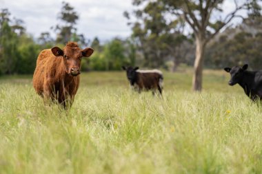 Altın Avustralya Çiftliği, yemyeşil çimleri, tarlada inekleri, sakızlı manzarası var. Geniş Kırsal Araziler ve Avustralya 'da sürdürülebilir yenilenebilir tarım için ilkbaharda