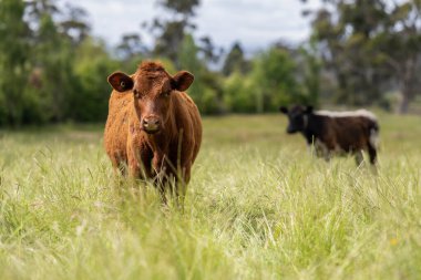 Bir tarlada ineklerle büyüyen uzun otlar, Sürdürülebilir bir Avustralya Çiftliğinde Sağlıklı Sığır Sürüsü. İlkbaharda Kırsal Tarım 'ın Yenilenme Uygulamalarını Sembolize Etmek