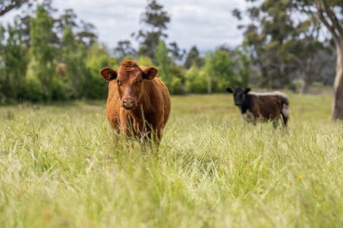 Avustralya 'daki güzel sığırlar ot yer, otlakta otlarlar. Tarımsal bir çiftlikte yetiştirilen sığır sürüsü. İlkbaharda sürdürülebilir tarım