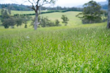 Green Pasture çiftliği sürdürülebilir tarım yapıyor Avustralya 'da yenilenebilir çiftliğin geleceği. Sağlıklı Toprak Yönetimi, Çevre Yönetimi ve Kırsal Peyzaj Gösterimi
