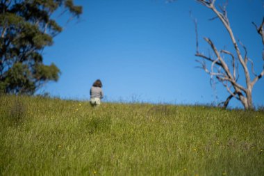 Yenileyici organik çiftçi, ot dokusu örnekleri alıyor ve bir çiftlikteki bitki gelişimine bakıyor. Bir çiftlikte sürdürülebilir tarım uygulaması