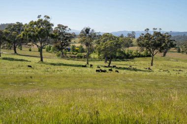 Avustralya 'daki güzel sığırlar ot yer, otlakta otlarlar. Tarımsal bir çiftlikte yetiştirilen sığır sürüsü. İlkbaharda sürdürülebilir tarım