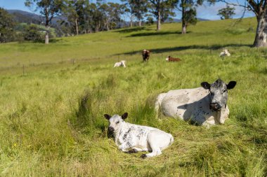 Avustralya 'daki güzel sığırlar ot yer, otlakta otlarlar. Tarımsal bir çiftlikte yetiştirilen sığır sürüsü. İlkbaharda sürdürülebilir tarım
