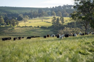 Bir tarlada ineklerle büyüyen uzun otlar, Sürdürülebilir bir Avustralya Çiftliğinde Sağlıklı Sığır Sürüsü. İlkbaharda Kırsal Tarım 'ın Yenilenme Uygulamalarını Sembolize Etmek