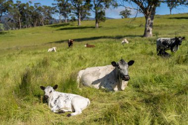 Bir tarlada ineklerle büyüyen uzun otlar, Sürdürülebilir bir Avustralya Çiftliğinde Sağlıklı Sığır Sürüsü. İlkbaharda Kırsal Tarım 'ın Yenilenme Uygulamalarını Sembolize Etmek